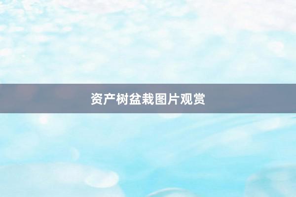 资产树盆栽图片观赏